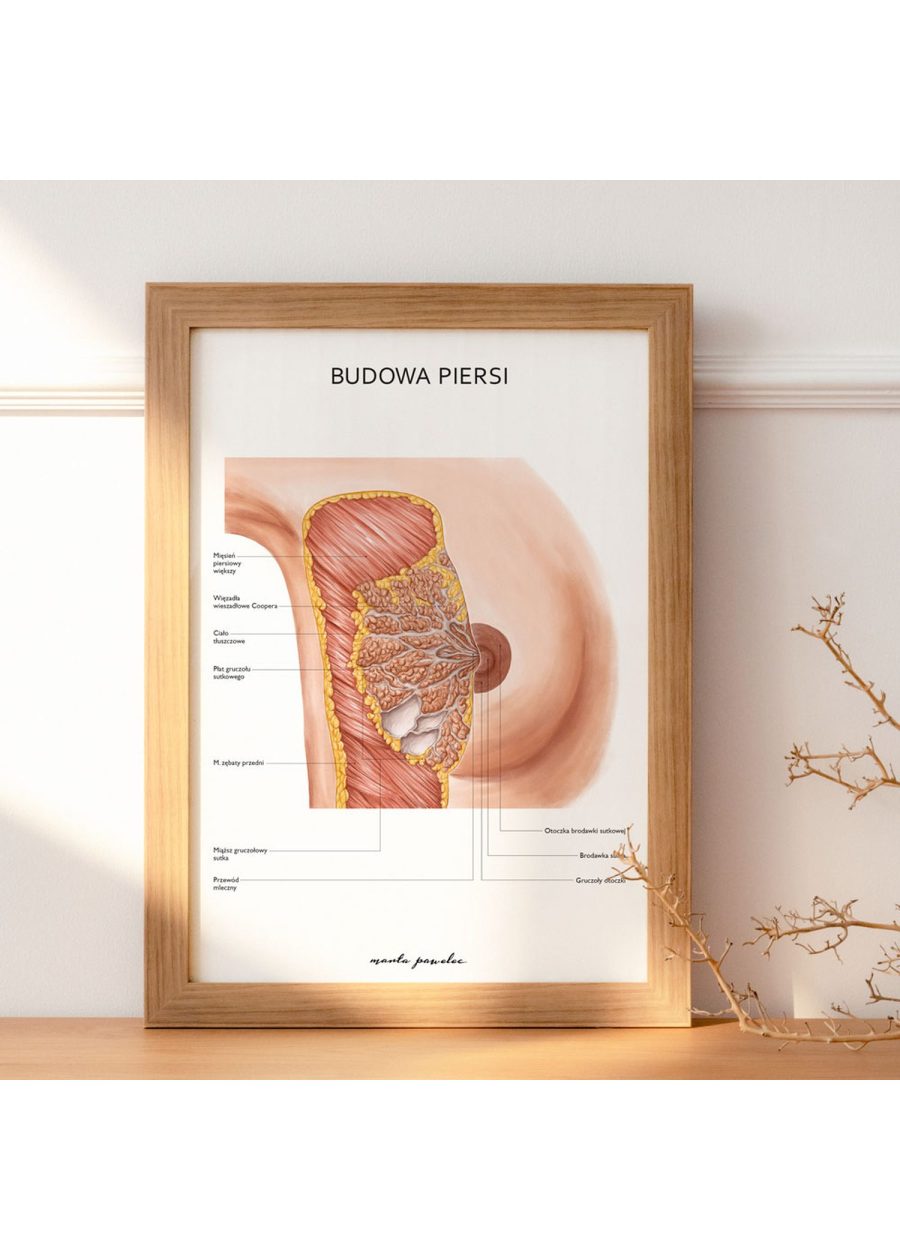 Plakat Budowa Piersi — zdjęcie 3
