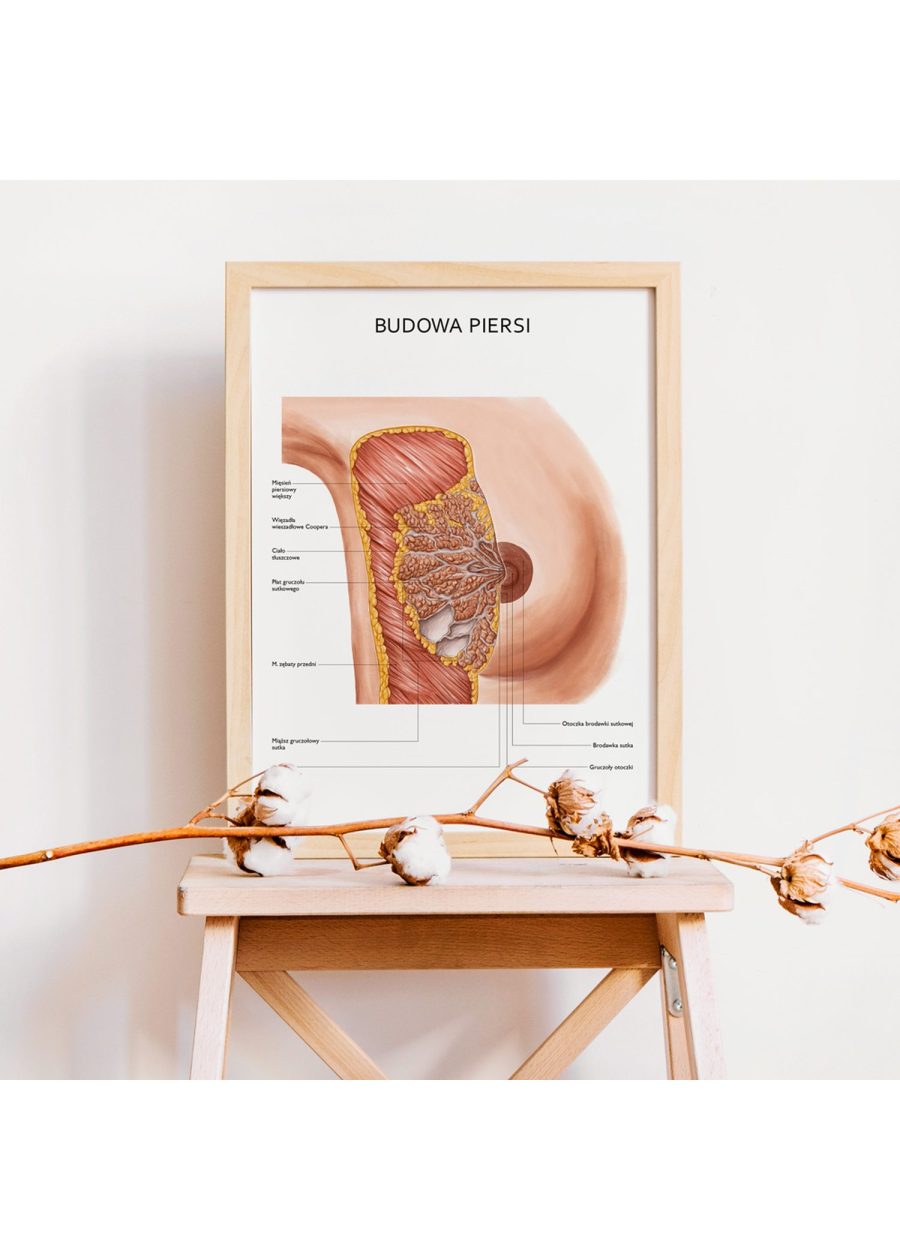 Plakat Budowa Piersi — zdjęcie 4