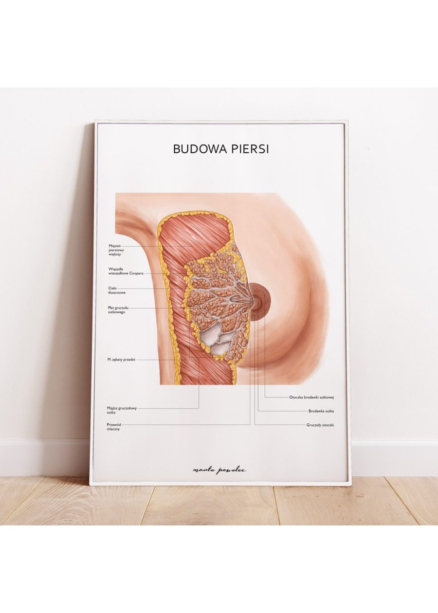Plakat Budowa Piersi — zdjęcie 5