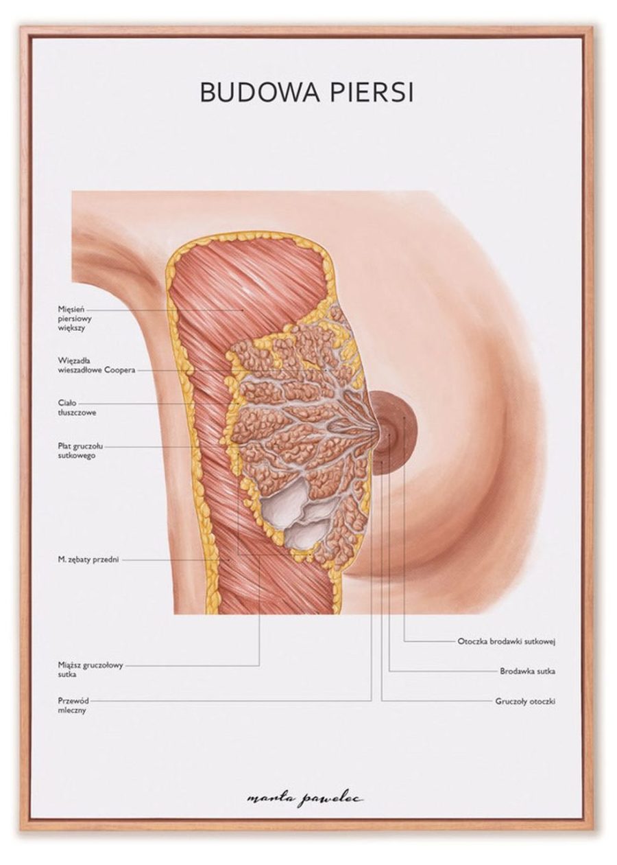 Plakat Budowa Piersi