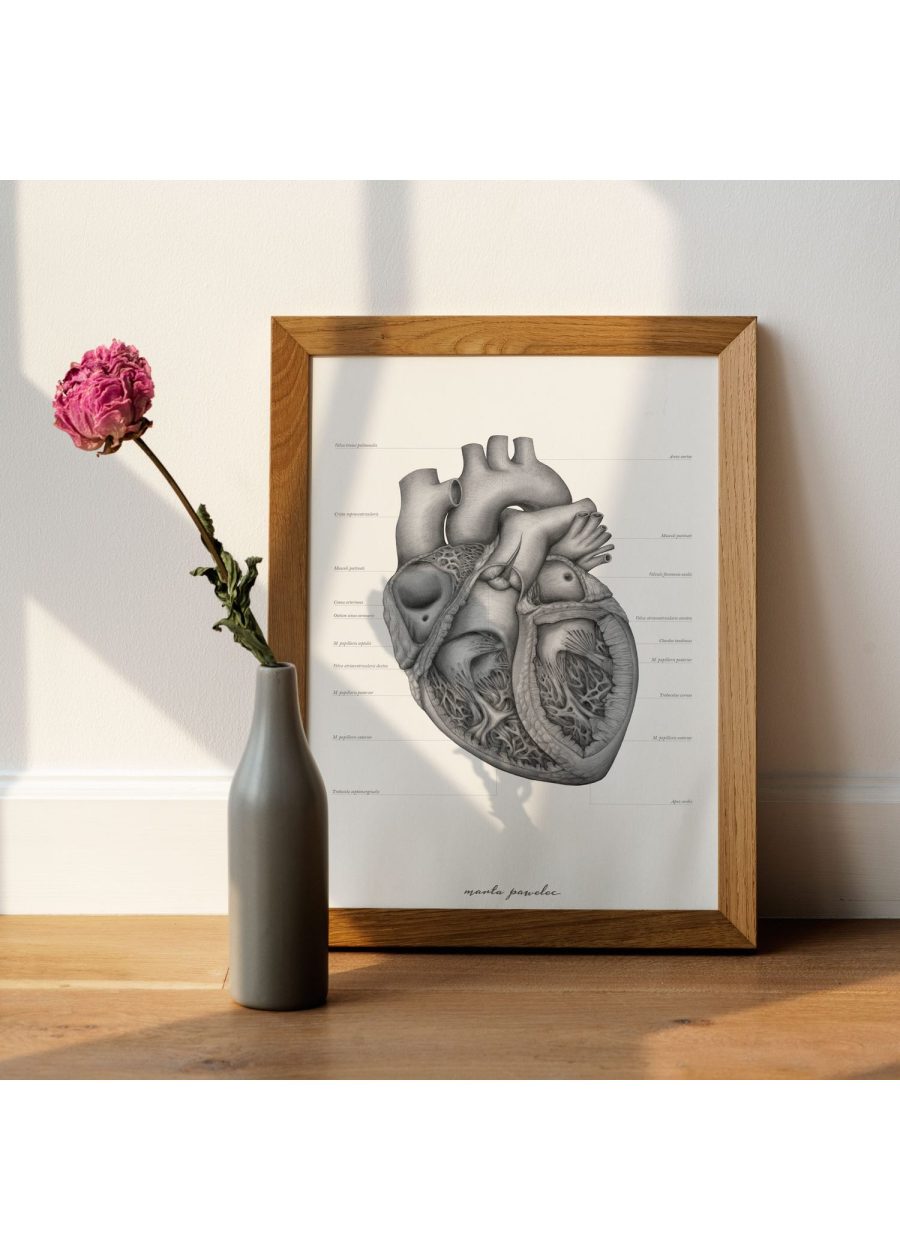 Plakat Budowa Serca A3 — zdjęcie 4