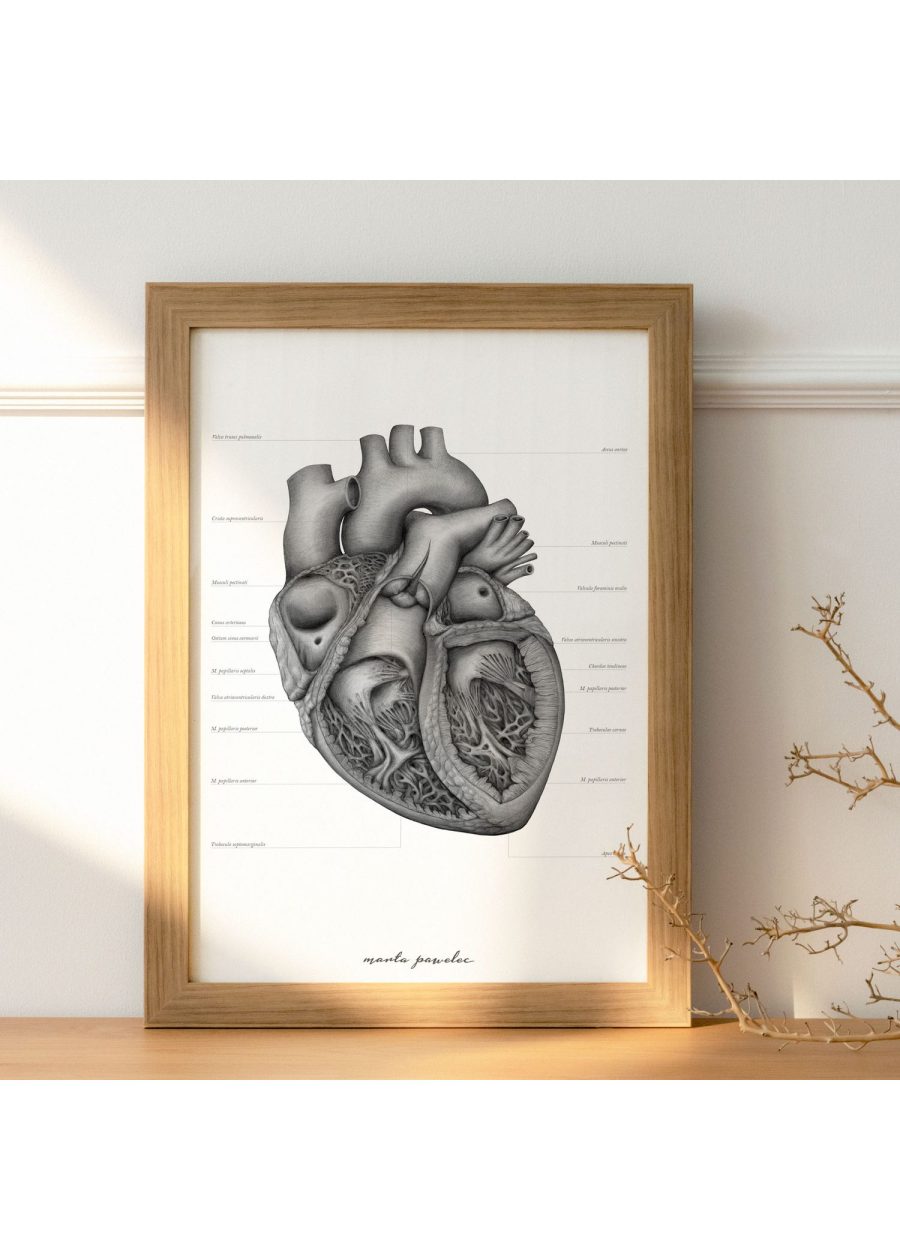 Plakat Budowa Serca A3 — zdjęcie 5