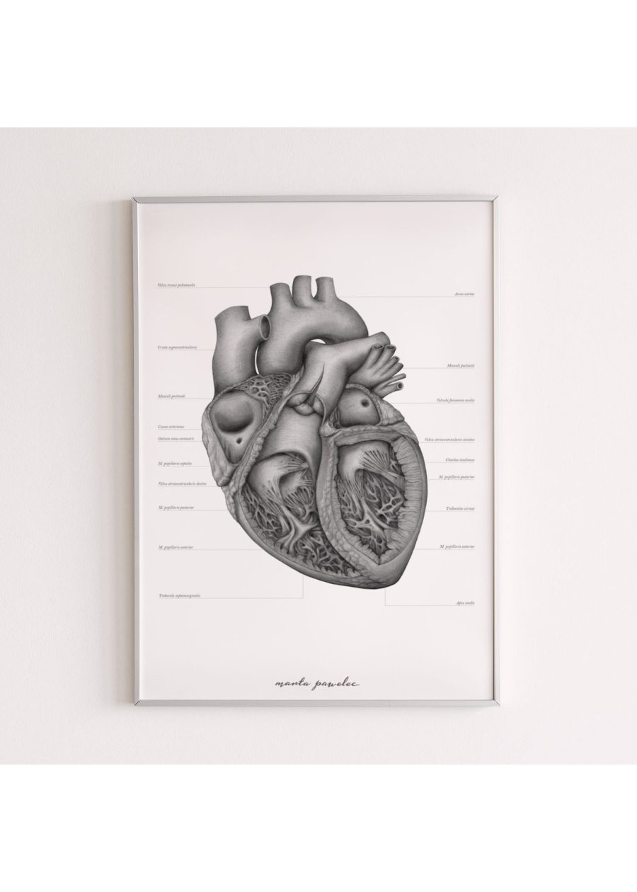 Plakat Budowa Serca A3 — zdjęcie 6