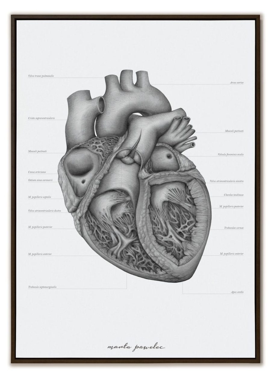 Plakat Budowa Serca A3