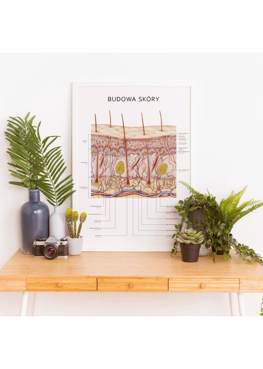 Plakat Budowa Skóry — zdjęcie 2
