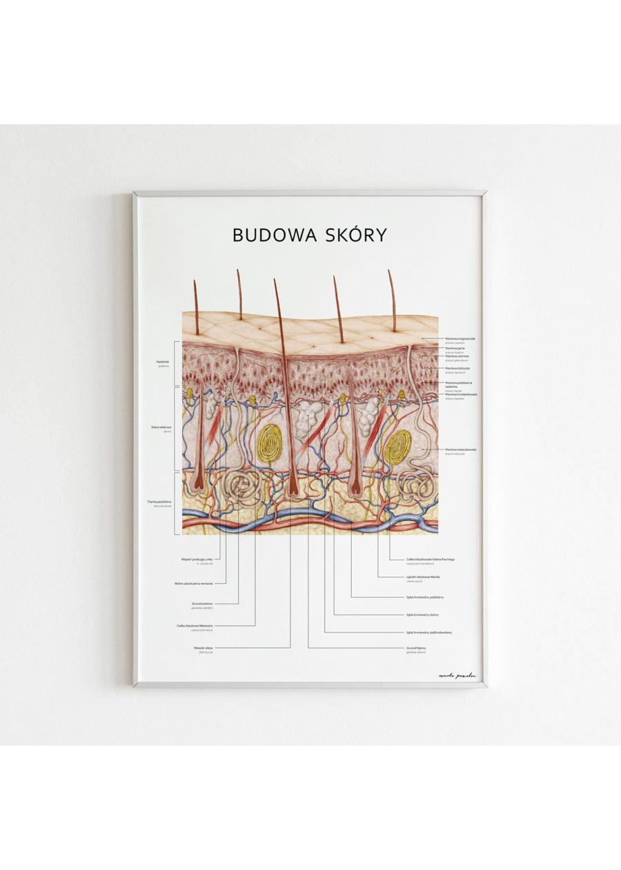 Plakat Budowa Skóry — zdjęcie 3