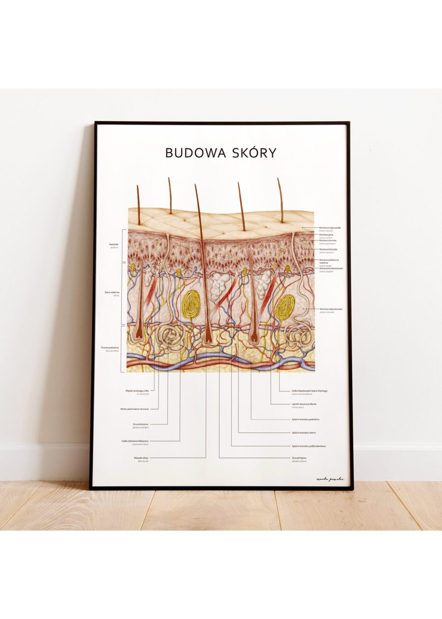 Plakat Budowa Skóry — zdjęcie 4