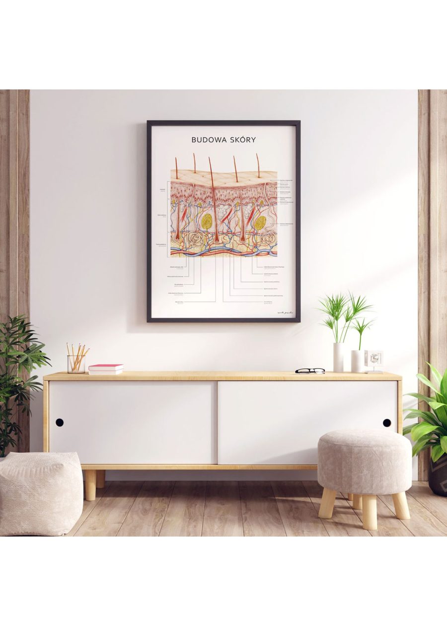 Plakat Budowa Skóry — zdjęcie 5