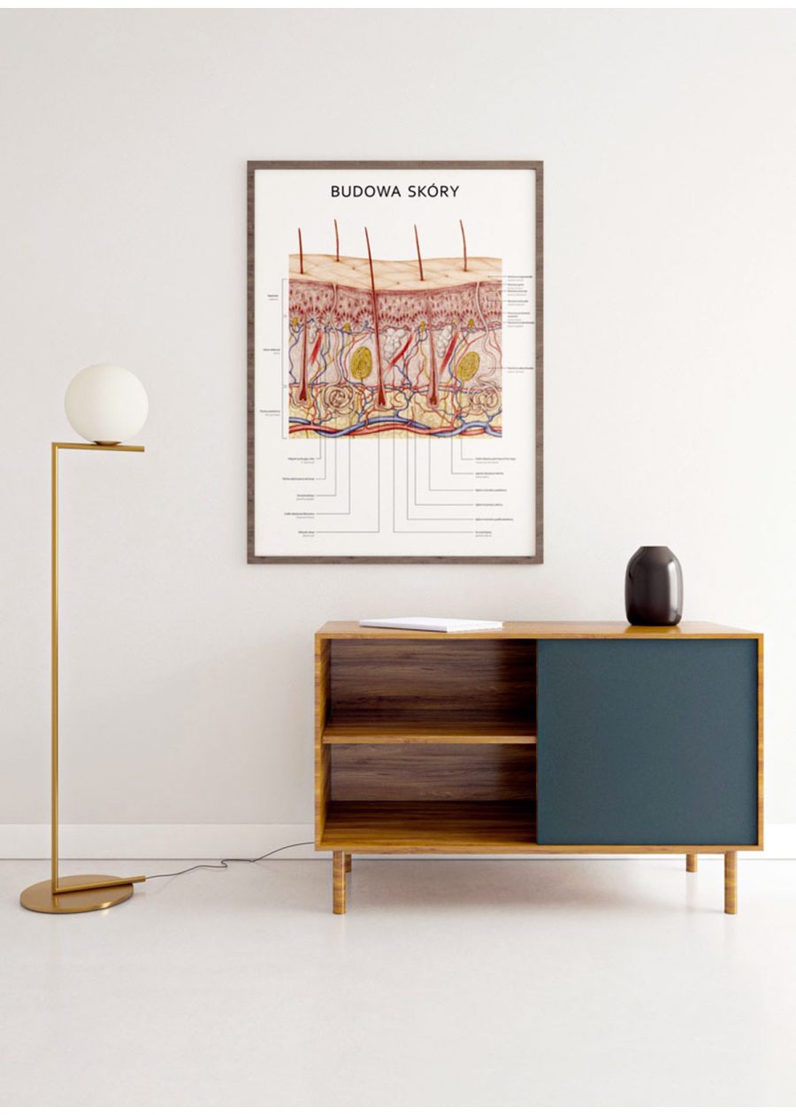 Plakat Budowa Skóry — zdjęcie 6