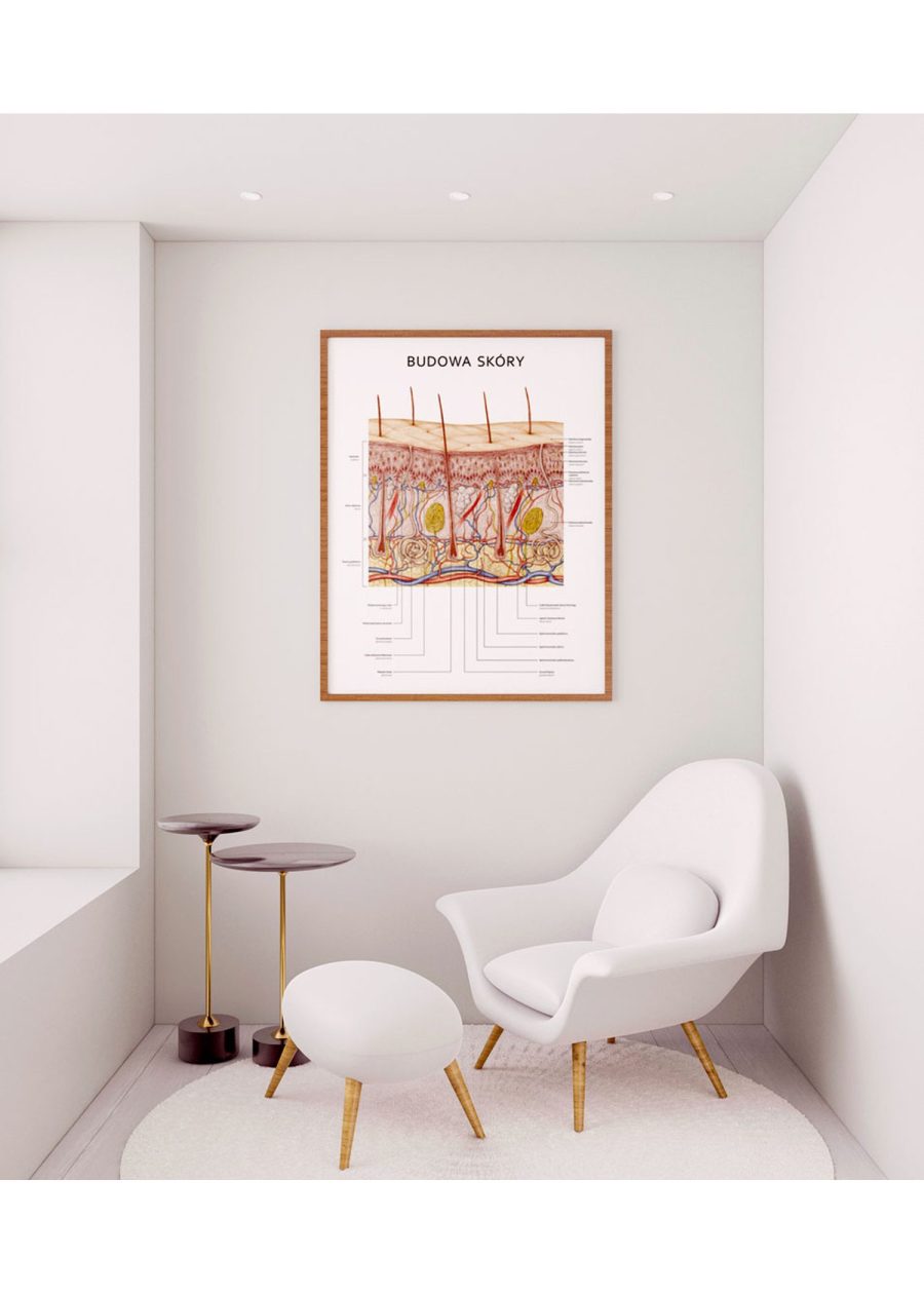 Plakat Budowa Skóry — zdjęcie 7