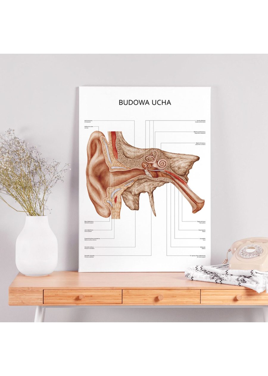 Plakat Budowa Ucha — zdjęcie 2