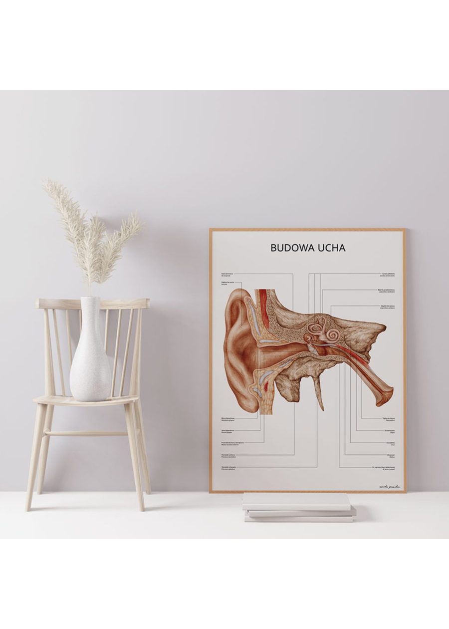Plakat Budowa Ucha — zdjęcie 3