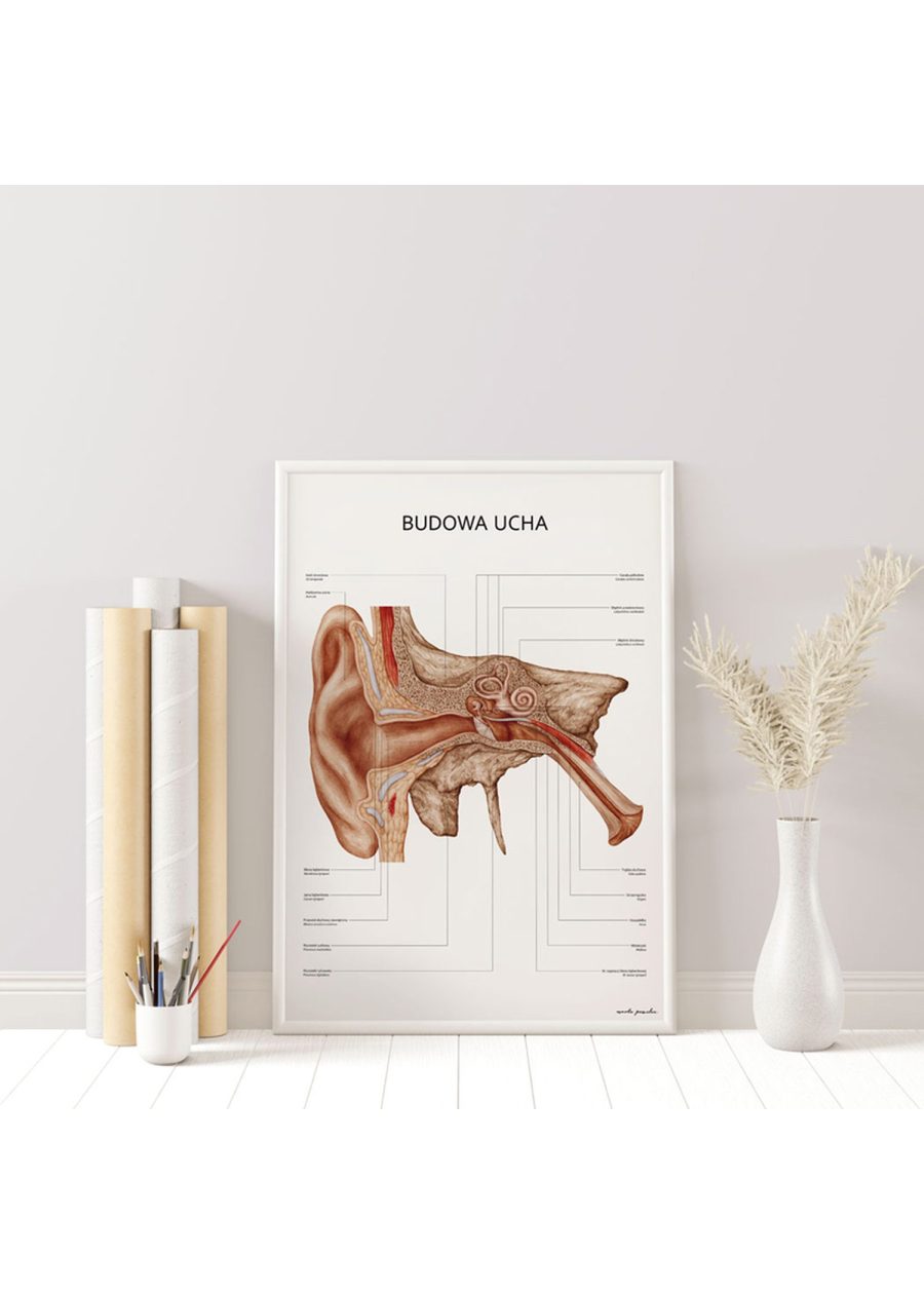 Plakat Budowa Ucha — zdjęcie 4