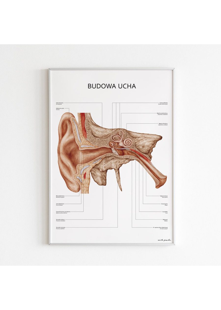 Plakat Budowa Ucha — zdjęcie 5