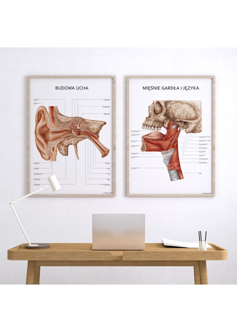 Plakat Budowa Ucha — zdjęcie 6