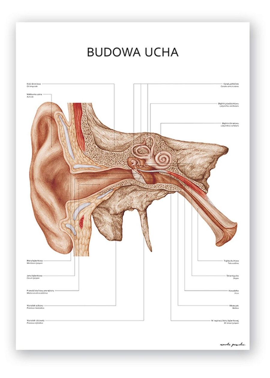 Plakat Budowa Ucha