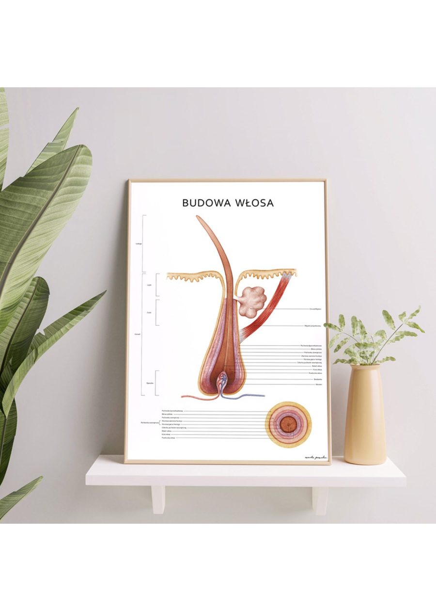 Plakat Budowa Włosa — zdjęcie 2
