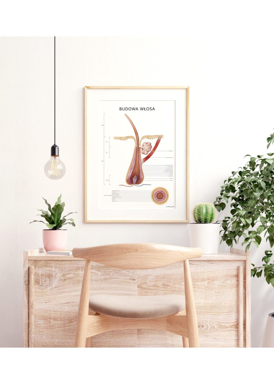 Plakat Budowa Włosa — zdjęcie 3