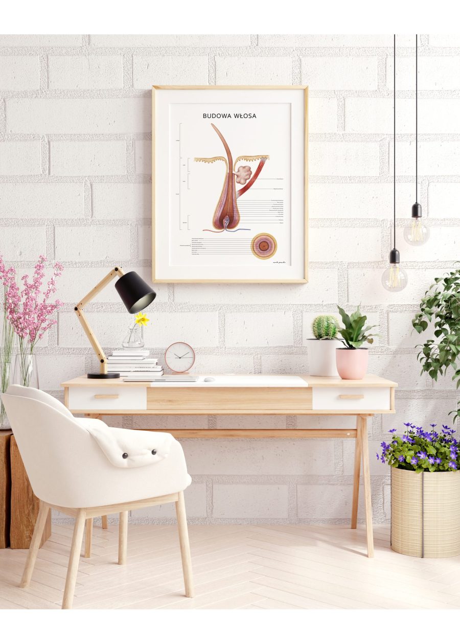 Plakat Budowa Włosa — zdjęcie 4