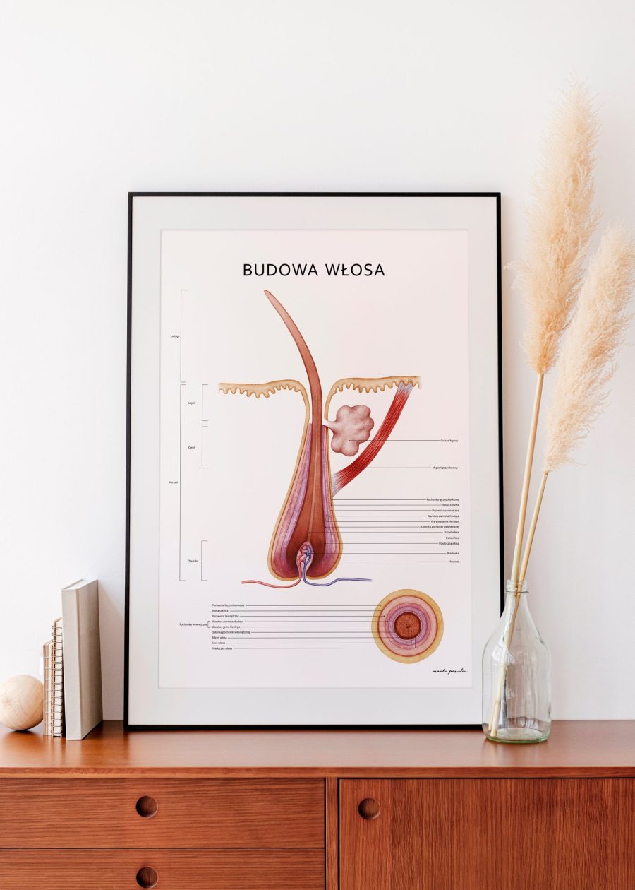 Plakat Budowa Włosa — zdjęcie 5