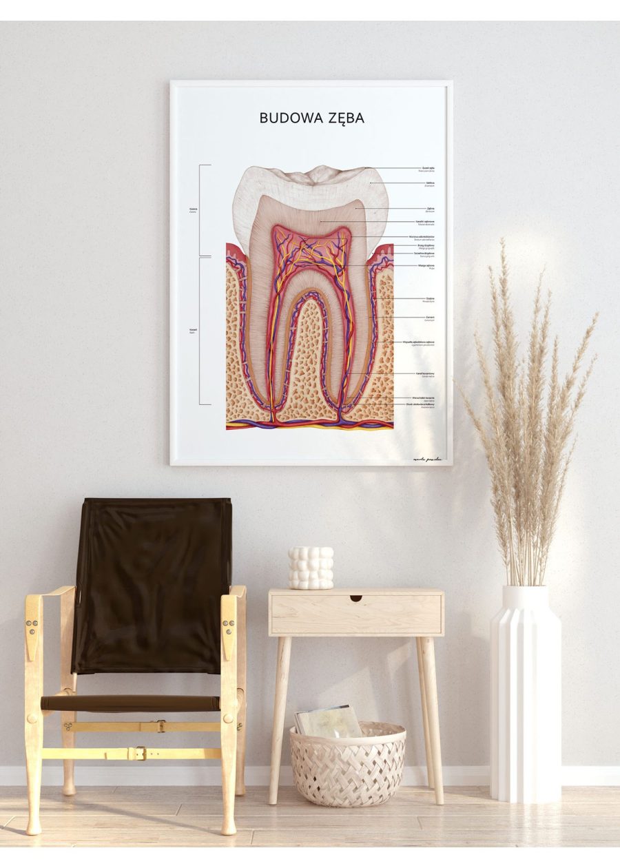 Plakat Budowa Zęba — zdjęcie 2