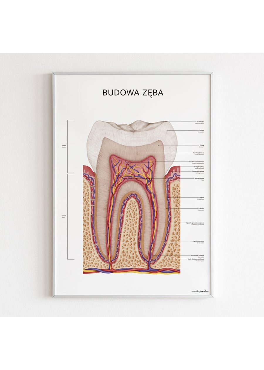 Plakat Budowa Zęba — zdjęcie 3