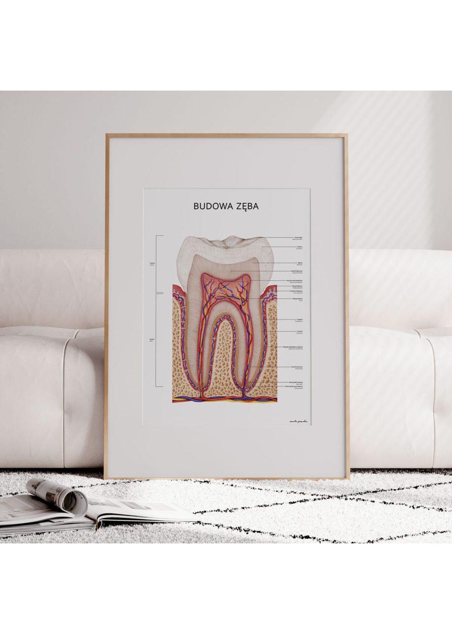 Plakat Budowa Zęba — zdjęcie 4