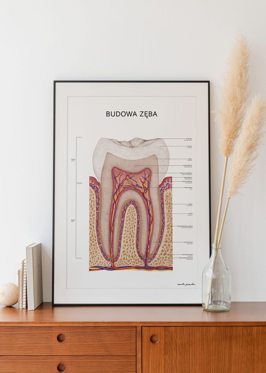 Plakat Budowa Zęba — zdjęcie 5