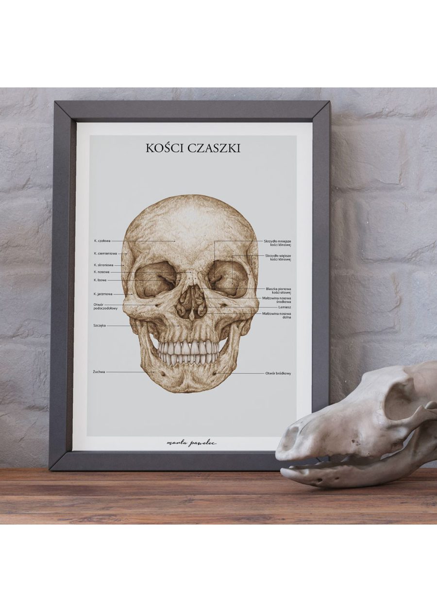 Plakat Kości Czaszki A3 — zdjęcie 2