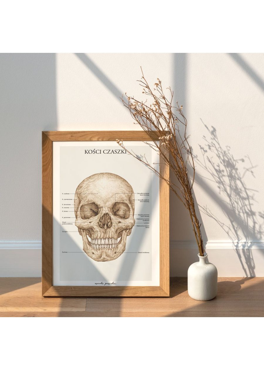 Plakat Kości Czaszki A3 — zdjęcie 3