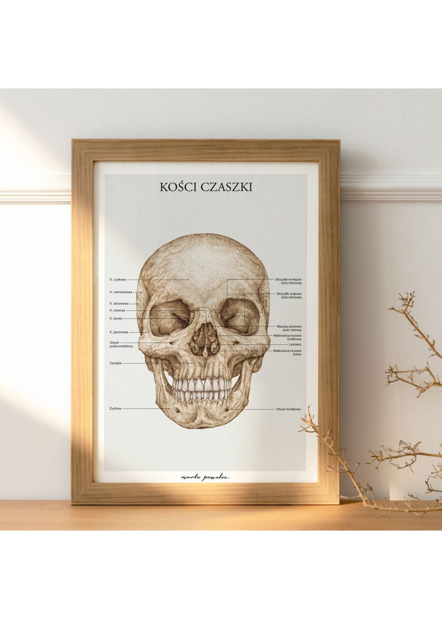 Plakat Kości Czaszki A3 — zdjęcie 4