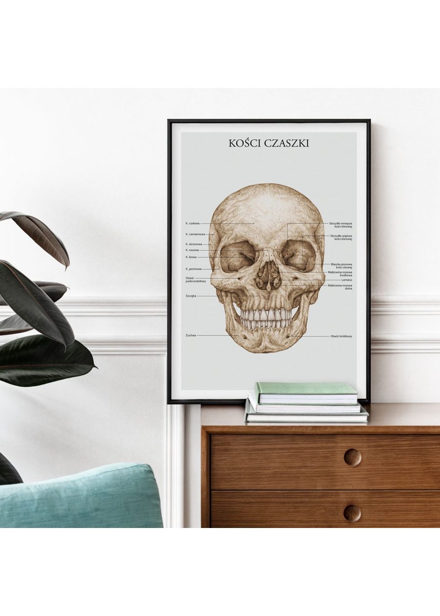 Plakat Kości Czaszki A3 — zdjęcie 5