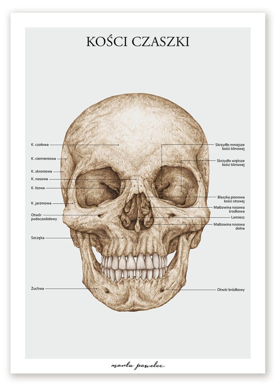 Plakat Kości Czaszki A3
