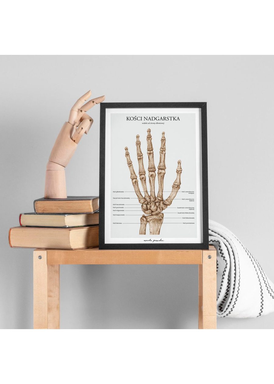 Plakat Kości Nadgarstka A3 — zdjęcie 2