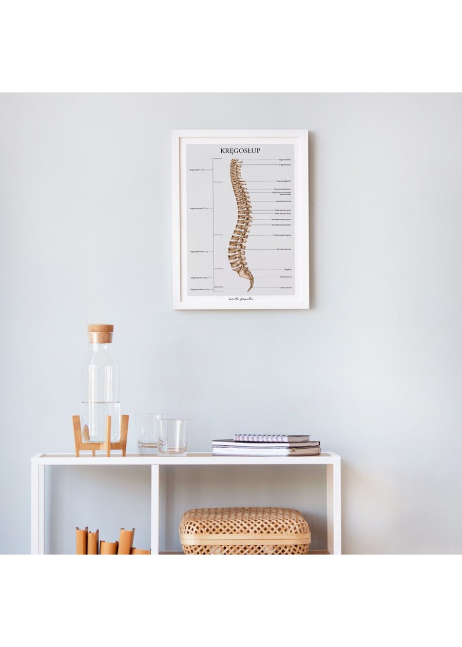 Plakat Kręgosłup A3 — zdjęcie 3