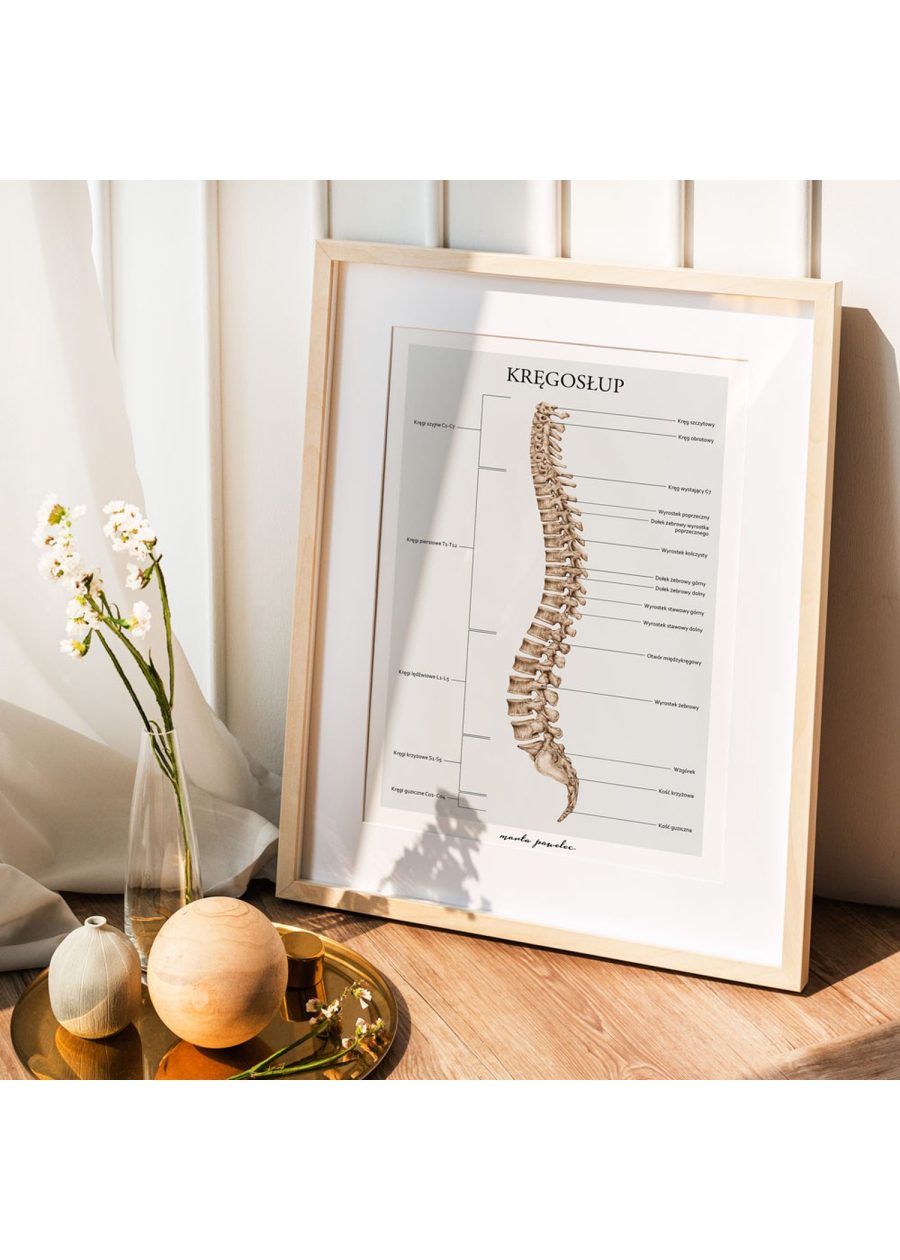 Plakat Kręgosłup A3 — zdjęcie 4