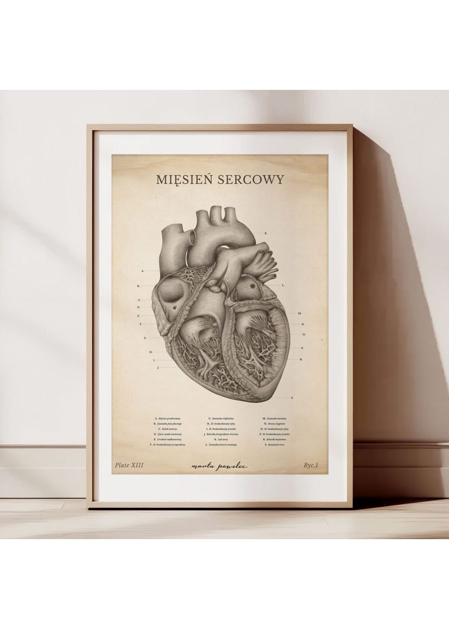 Plakat Mięsień Sercowy Vintage — zdjęcie 2