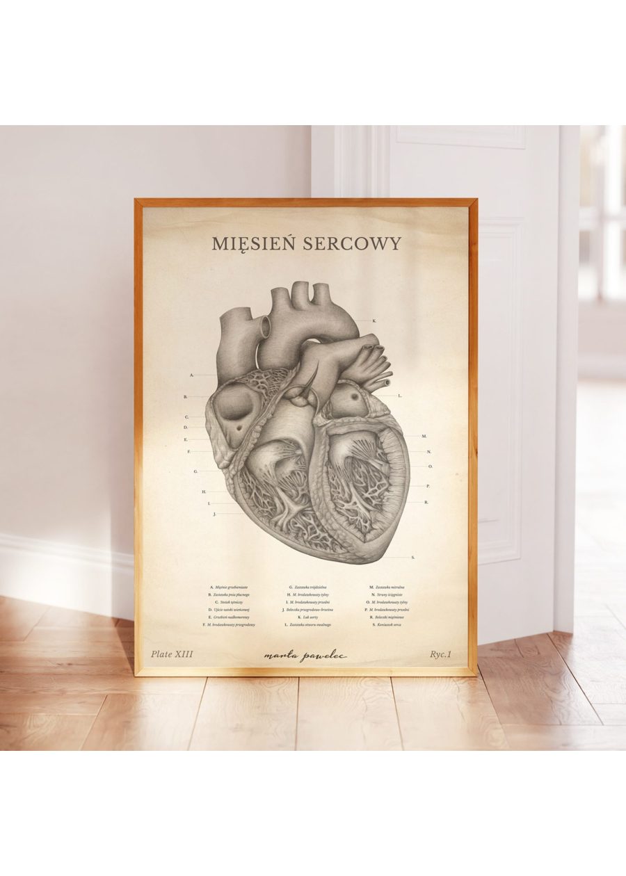 Plakat Mięsień Sercowy Vintage — zdjęcie 3