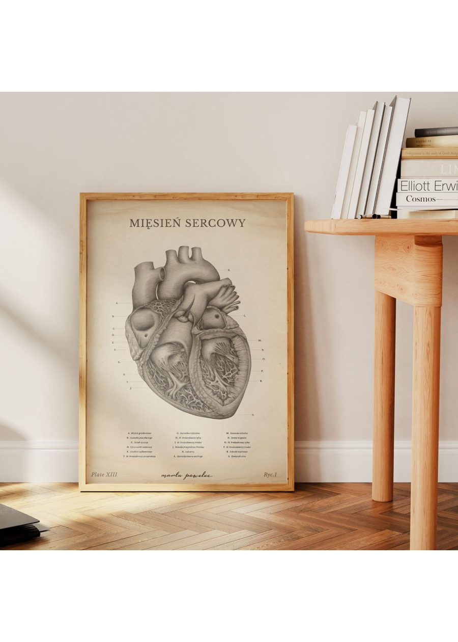Plakat Mięsień Sercowy Vintage — zdjęcie 4