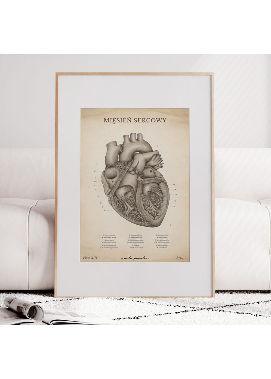 Plakat Mięsień Sercowy Vintage — zdjęcie 6