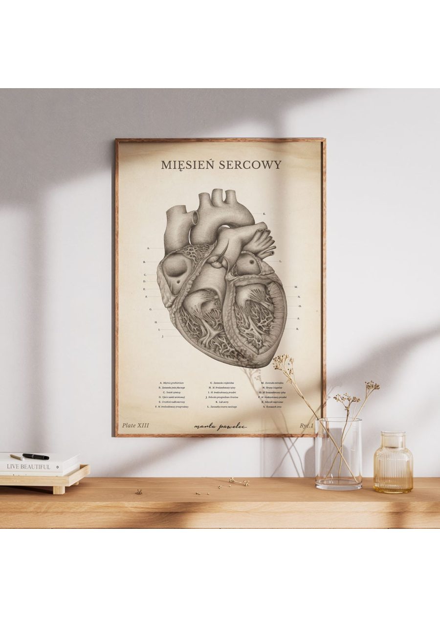 Plakat Mięsień Sercowy Vintage — zdjęcie 7