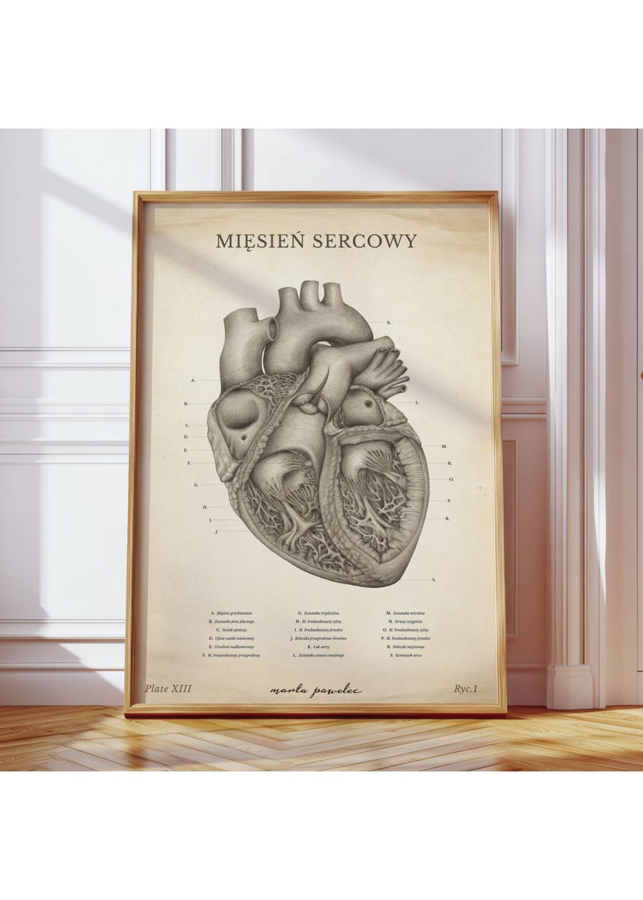 Plakat Mięsień Sercowy Vintage — zdjęcie 8