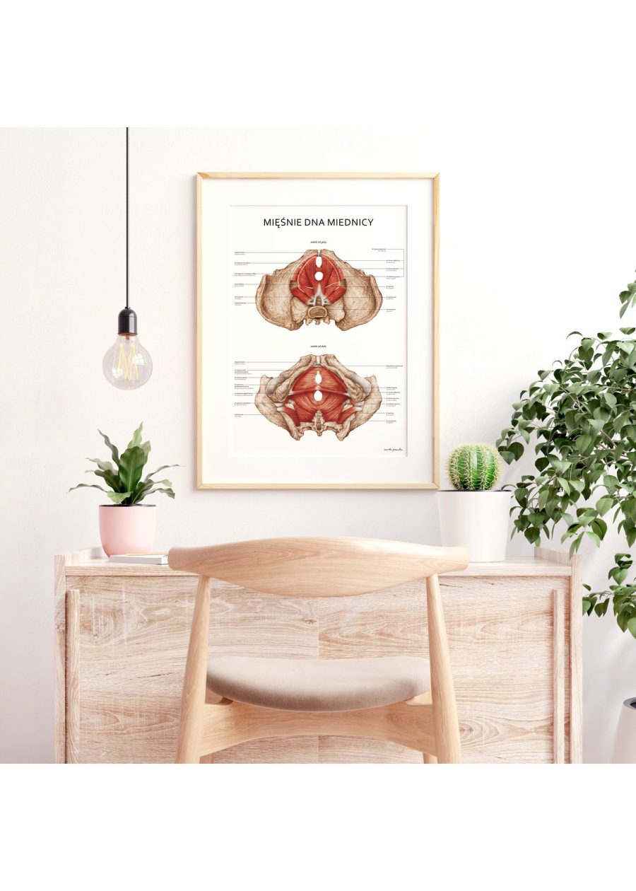 Plakat Mięśnie Dna Miednicy — zdjęcie 2