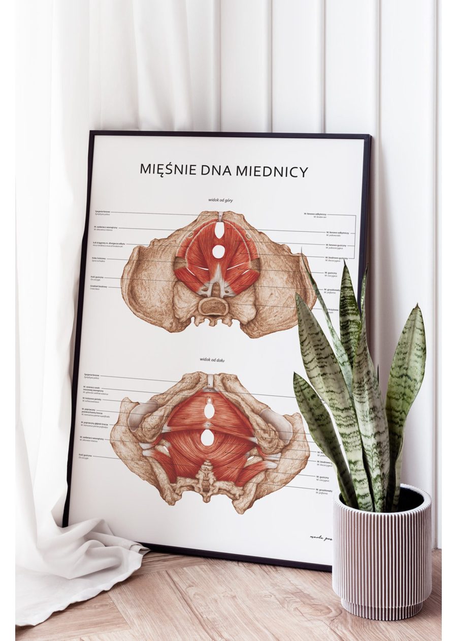 Plakat Mięśnie Dna Miednicy — zdjęcie 3