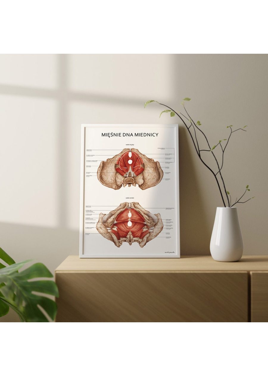 Plakat Mięśnie Dna Miednicy — zdjęcie 4