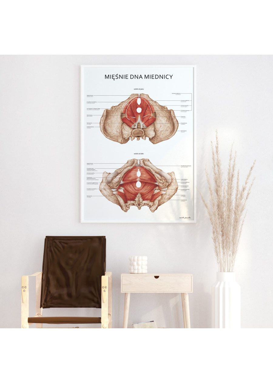 Plakat Mięśnie Dna Miednicy — zdjęcie 5