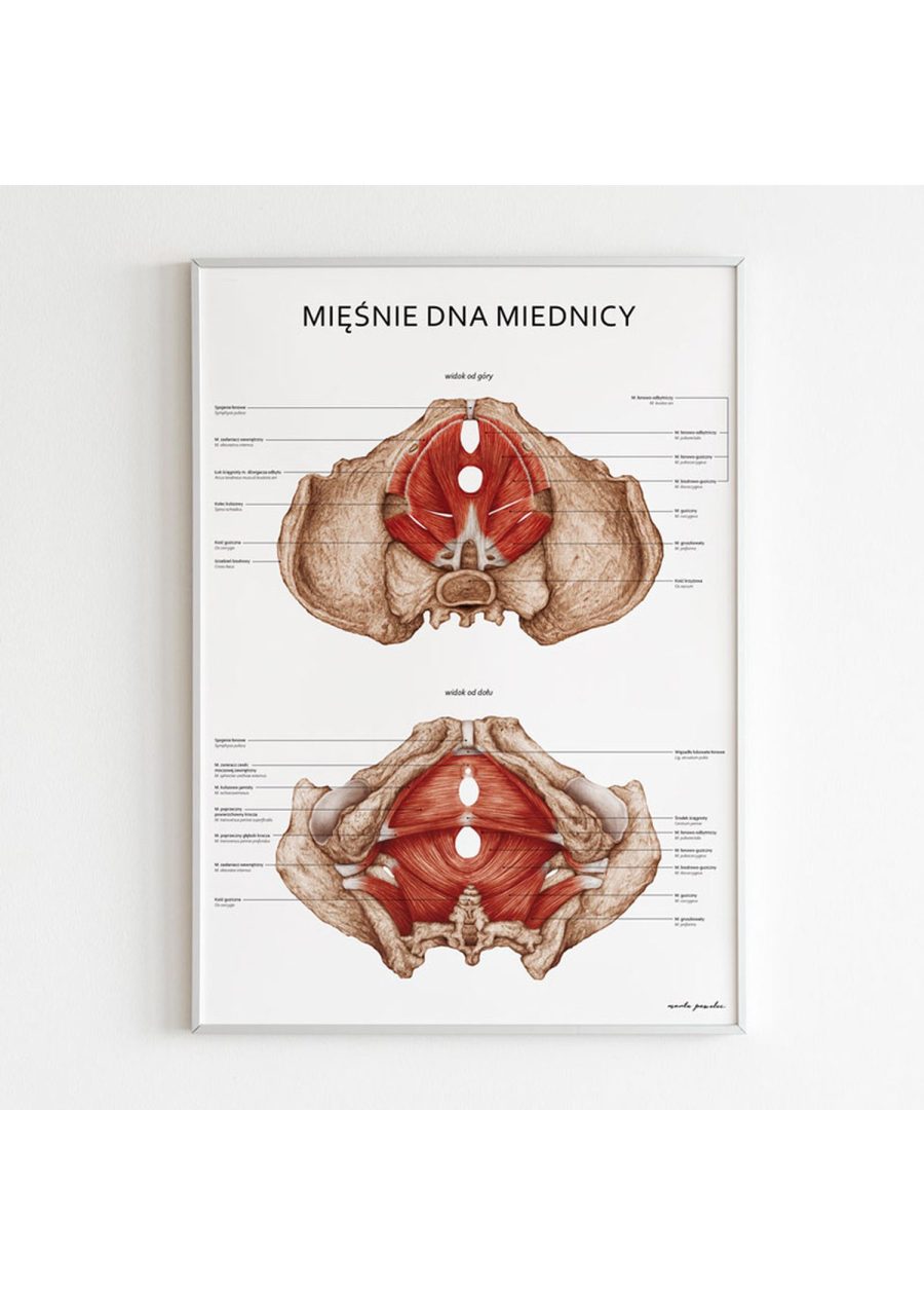 Plakat Mięśnie Dna Miednicy — zdjęcie 6
