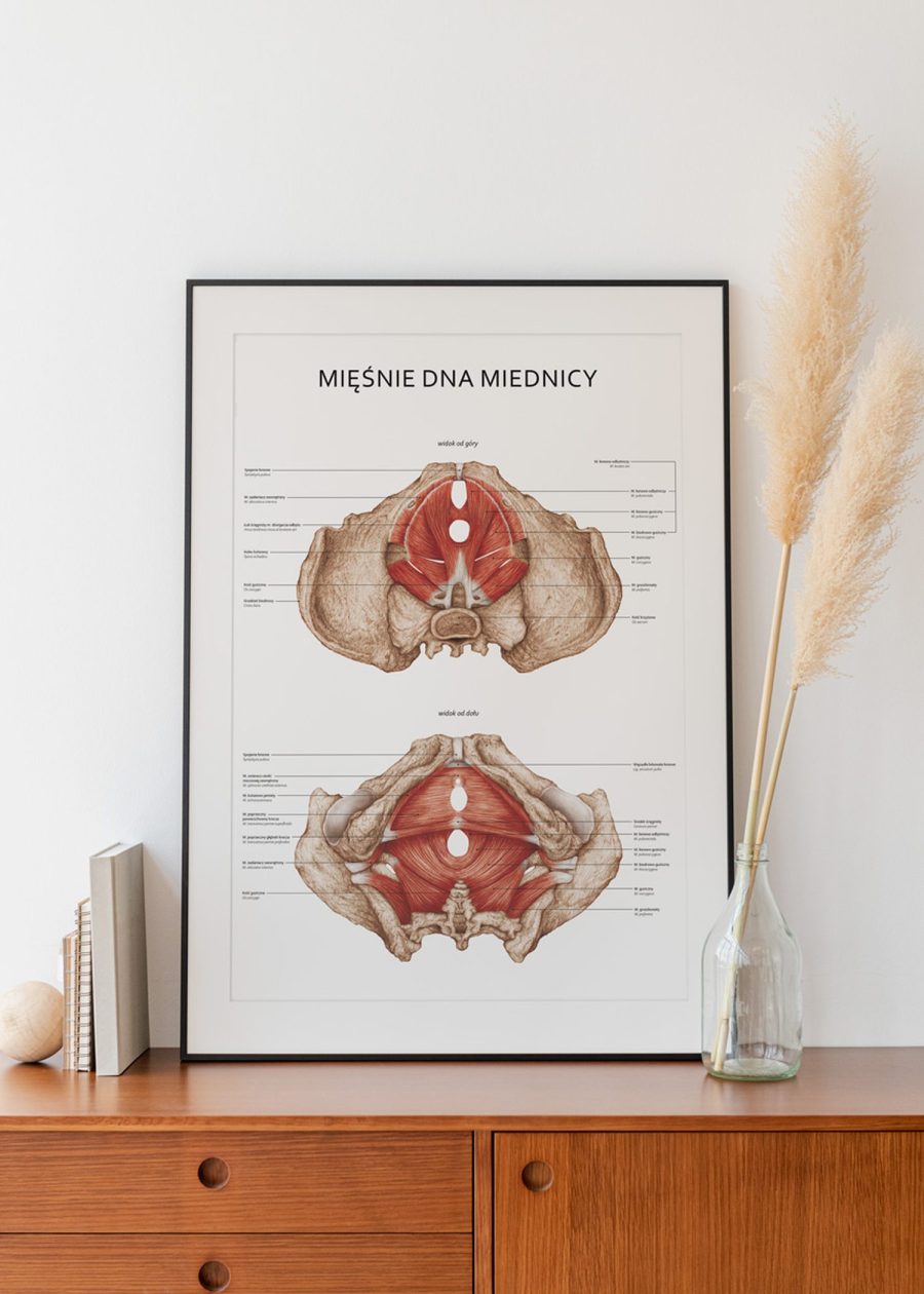 Plakat Mięśnie Dna Miednicy — zdjęcie 7