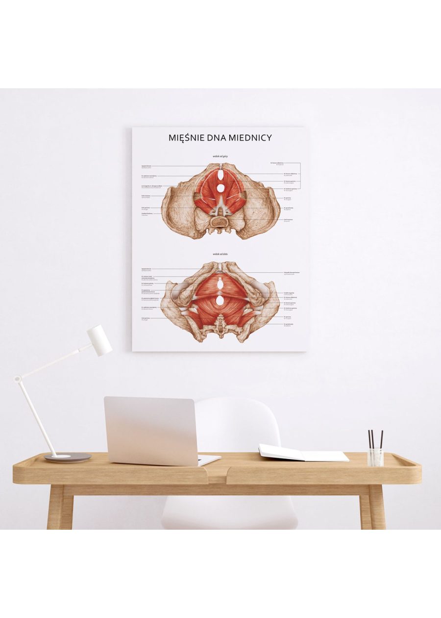Plakat Mięśnie Dna Miednicy — zdjęcie 8