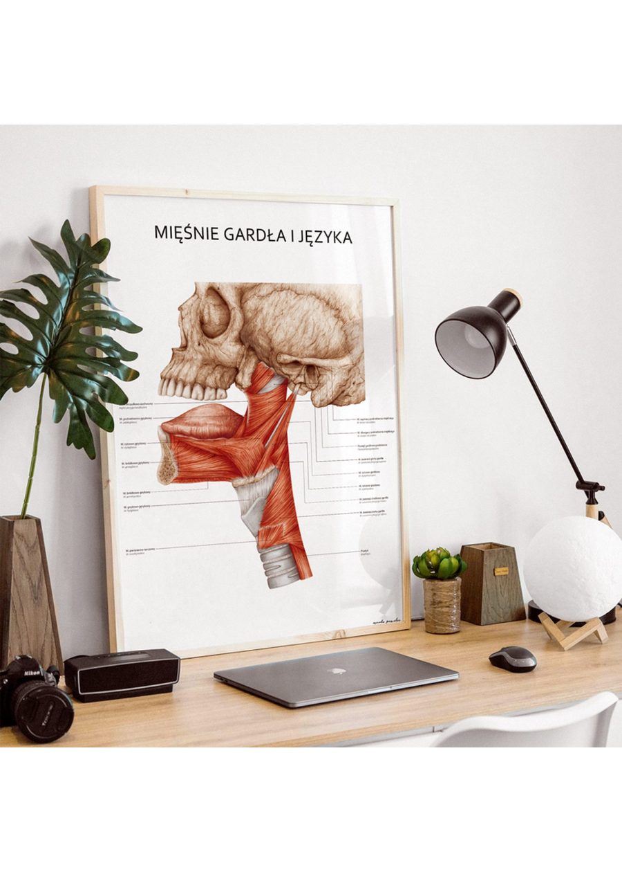 Plakat Mięśnie Gardła i Języka — zdjęcie 2